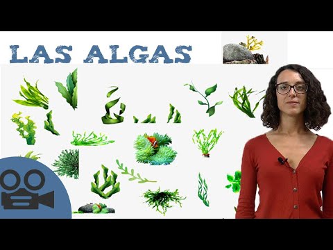 ¿Unicelulares o pluricelulares? Todo lo que debes saber sobre las algas