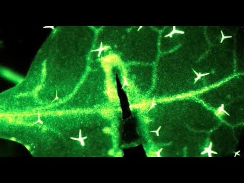 El fascinante sistema de nervios en las hojas de las plantas