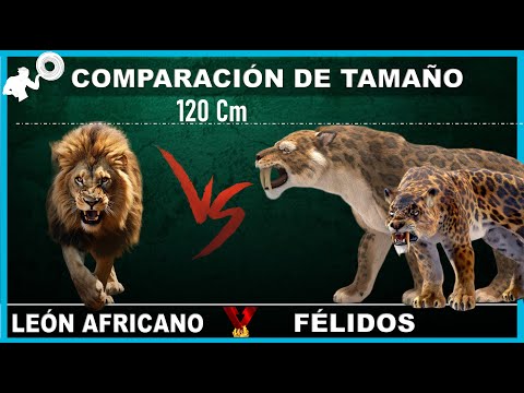 Comparación entre el león de Berbería y el león africano: diferencias y similitudes