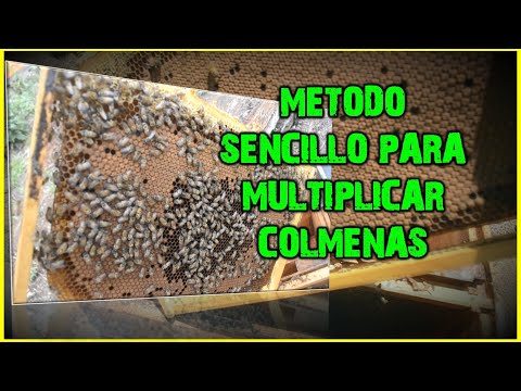Cómo realizar la castración de una colmena de abejas de manera efectiva