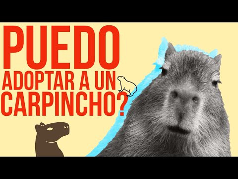 El precio de un capibara en España: ¿Cuánto cuesta tener uno como mascota?