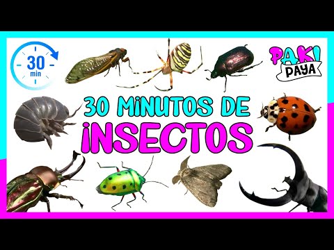 La increíble variedad de patas en los insectos