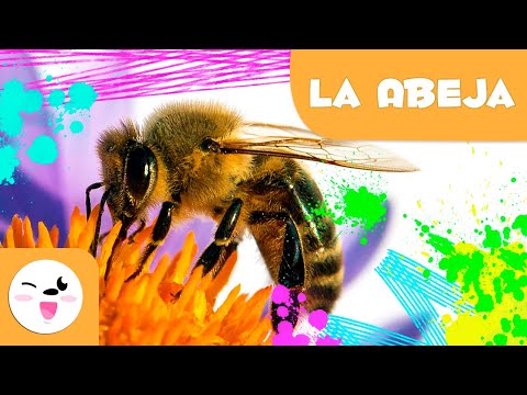 ¿Cómo se llama el conjunto de abejas?