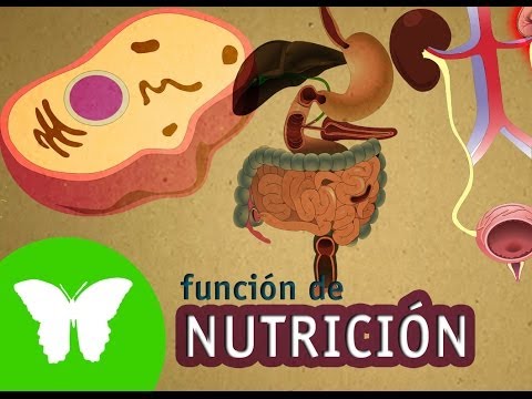 La función de nutrición: concepto y características