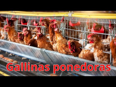 La venta de gallinas en Utrera: Una opción para los amantes de la avicultura