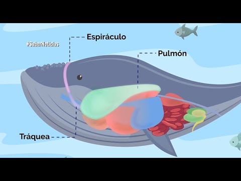 El orificio respiratorio de las ballenas: todo lo que debes saber