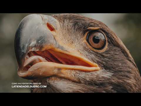 El canto del halcón peregrino: una solución eficaz para ahuyentar palomas