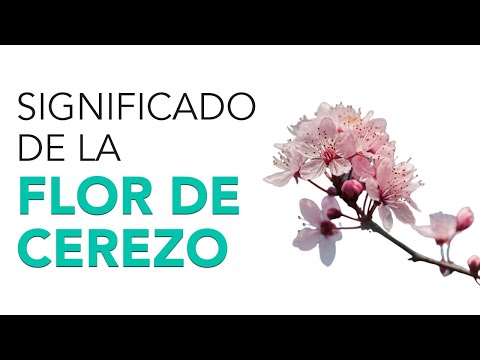 El Simbolismo de la Flor de Cerezo: Un Vínculo con la Naturaleza y la Belleza