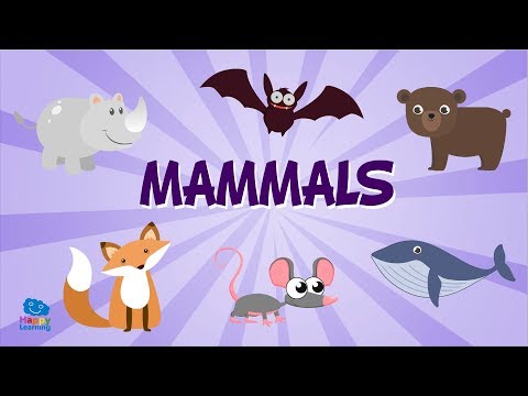 Aprende el término en inglés para mamíferos