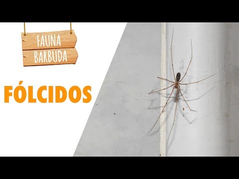 Aclarando el mito: las arañas de patas largas no son realmente arañas