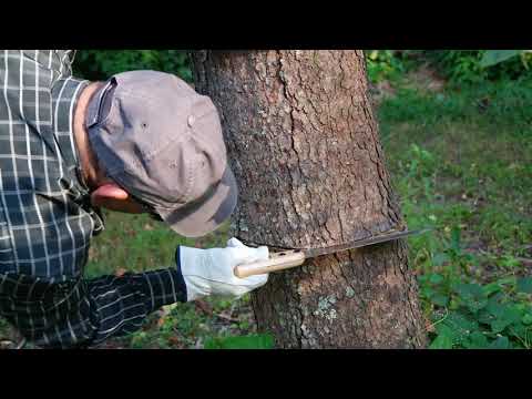 El proceso de secado de un árbol utilizando agua fuerte: paso a paso