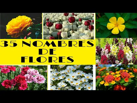 Nombres de flores de 5 pétalos: una guía completa