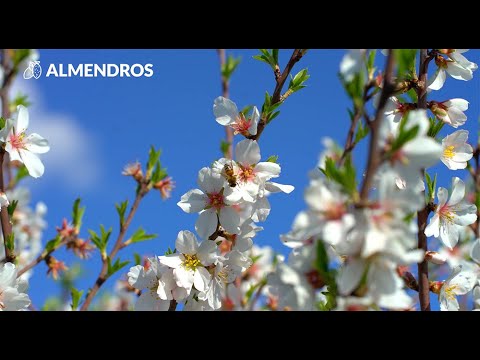 La flor del almendro: belleza efímera en primavera