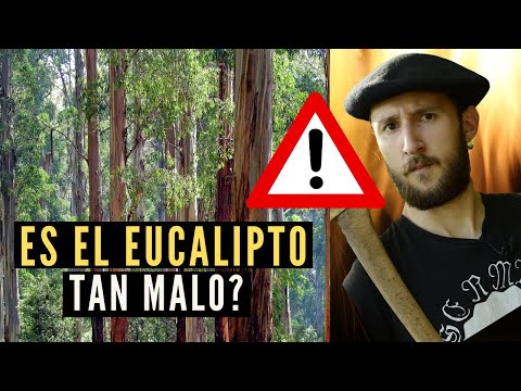 Árboles protegidos en Galicia: especies que no se pueden talar.