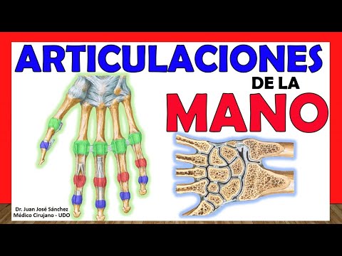 El metacarpiano de la mano: anatomía y funciones esenciales