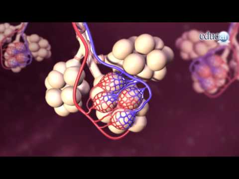 El fascinante proceso de la respiración celular: ¿Dónde ocurre en nuestro organismo?