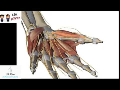 Las diferentes partes de la palma de la mano y su función en el movimiento