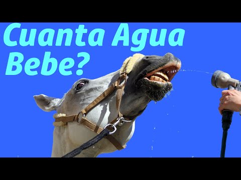 La cantidad de agua que un caballo debe beber diariamente