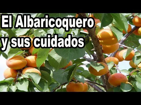 La verdad sobre el albérchigo y el albaricoque: ¿Son realmente la misma fruta?