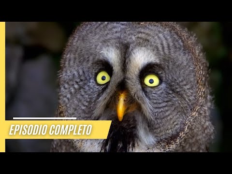 Pájaros con plumas en la cabeza: una fascinante peculiaridad en el reino animal