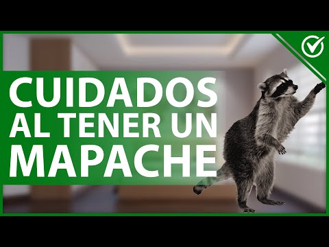 ¿Es legal tener un mapache como mascota en España?
