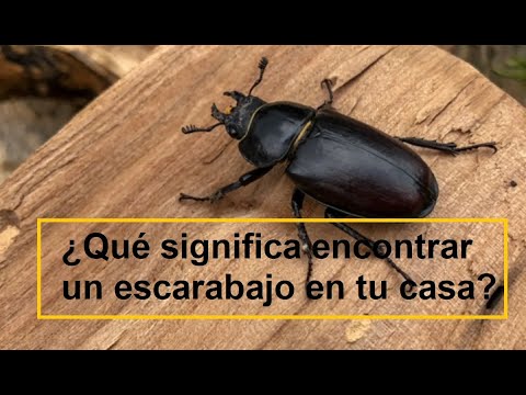 El significado detrás de la aparición de un escarabajo negro