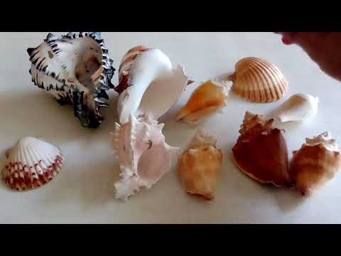 Los diferentes tipos de caracolas de mar y sus fascinantes nombres