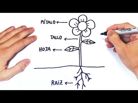 La estructura anatómica de una planta y sus principales características en el dibujo.