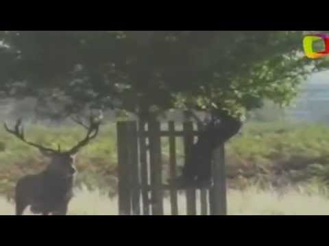 El sorprendente comportamiento del ciervo en celo con una burra