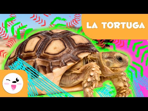 La tortuga: ¿anfibio o reptil?