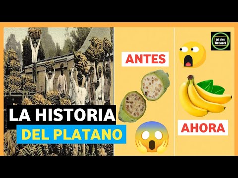 El origen de las bananas que llegan a España