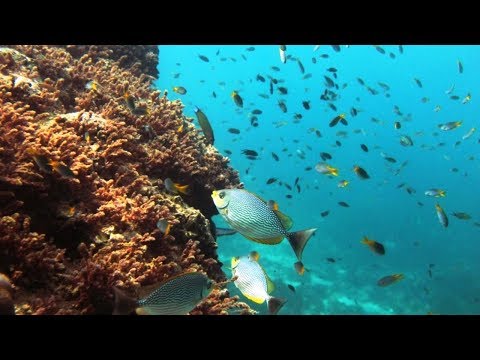 El océano más tranquilo del mundo: una mirada serena a las aguas marinas