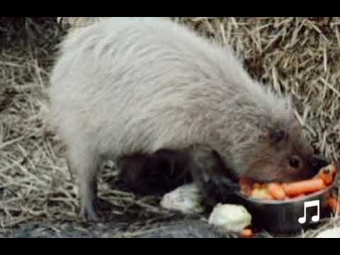 La alimentación de los capibaras: qué comen y cómo se nutren