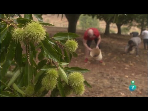 La flor del castaño: un vistazo a su belleza y peculiaridades