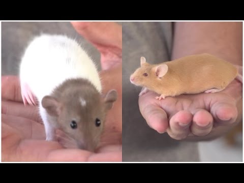 Principales diferencias entre ratas y ratones.