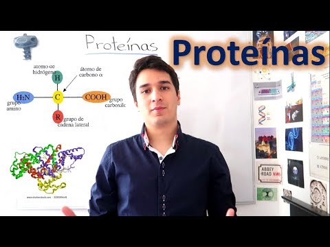 La clasificación de las proteínas: una guía completa para entender su diversidad y funciones