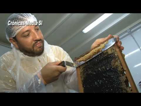 Cómo retirar los paneles de miel de una colmena de forma segura y eficiente
