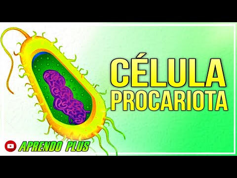 La fascinante estructura de las bacterias: conoce las células procariotas