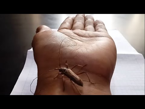 El fascinante insecto con antenas en forma de abanico