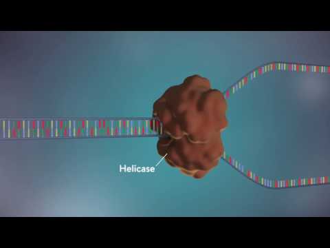 La función crucial del ADN polimerasa del virus bacteriófago phi29 en la replicación del material genético
