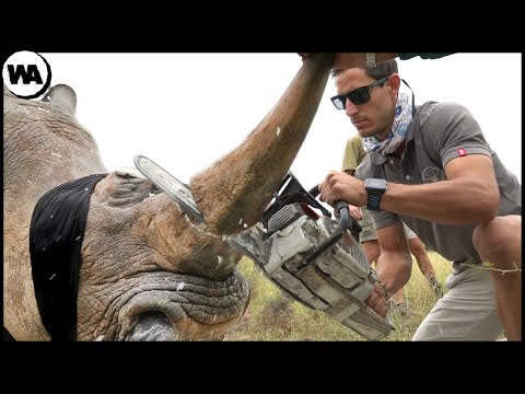 El material del cuerno del rinoceronte: una mirada detallada