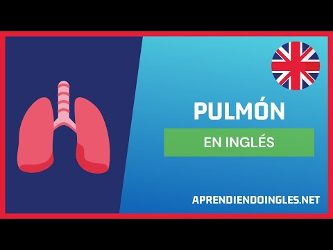 Los pulmones en inglés se dicen lungs
