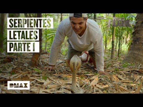 La serpiente que mordió a Frank de la Jungla: Un encuentro peligroso en la naturaleza