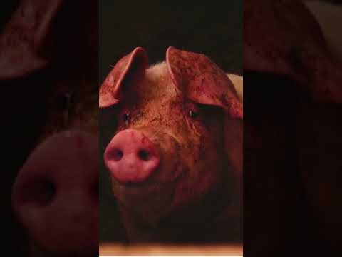 El peculiar sonido que emite el cerdo: ¿Cómo se llama?