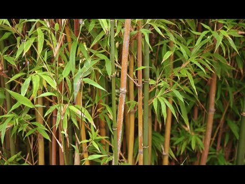 ¿Cuántas varas de bambú son necesarias en tu jardín? – IESRibera