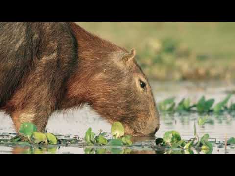 El fascinante mundo del roedor bosquimano: conoce a este mamífero roedor que habita en los bosques