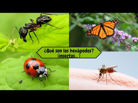 El fascinante mundo de los insectos hexápodos y sus antenas