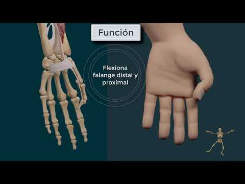 La importancia del pulgar en la mano: un análisis anatómico.