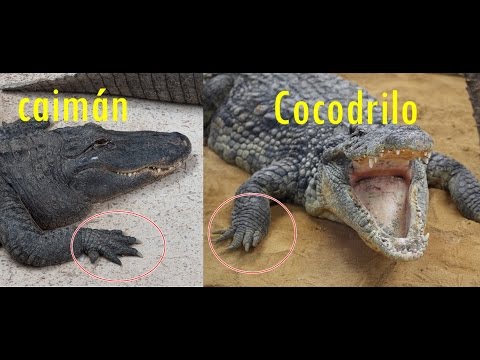 Conoce las diferencias entre cocodrilos, caimanes y aligátores