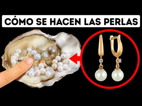 El sufrimiento de las ostras al ser extraídas para obtener perlas
